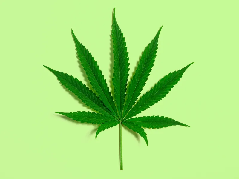 参议院民主党人将推出新法案 以结束联邦大麻禁令 凤凰卫视美洲网