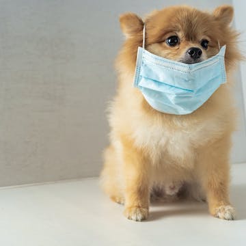 来自犬科动物的冠状病毒