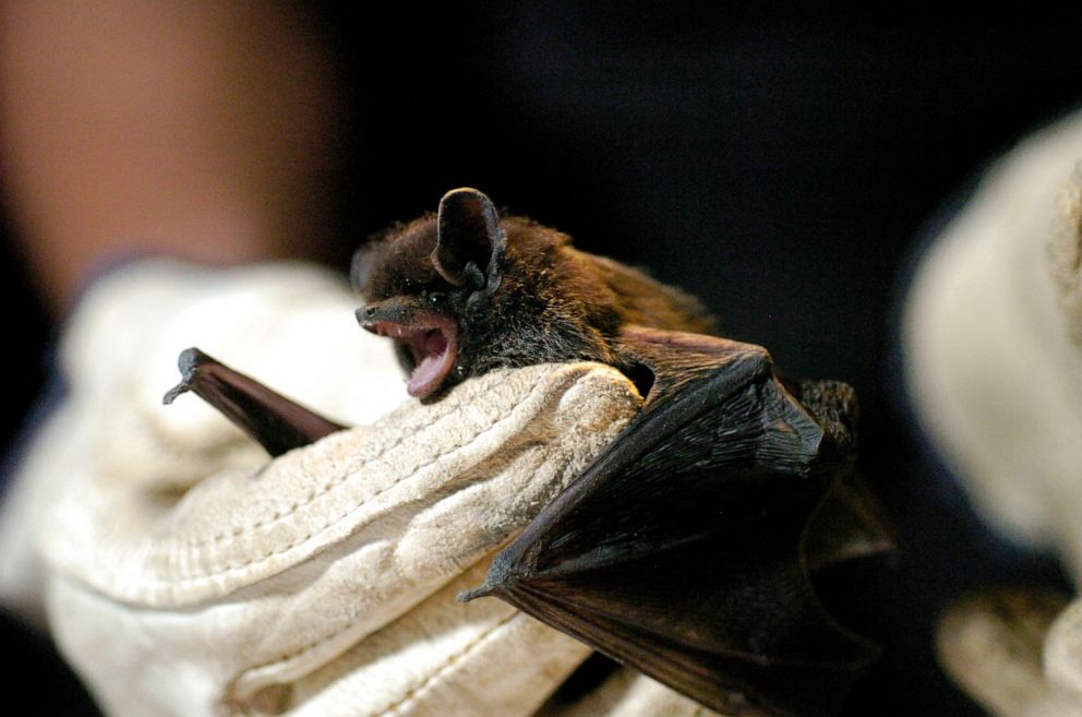 CDC警告！ 多人因接触蝙蝠感染狂犬病死亡