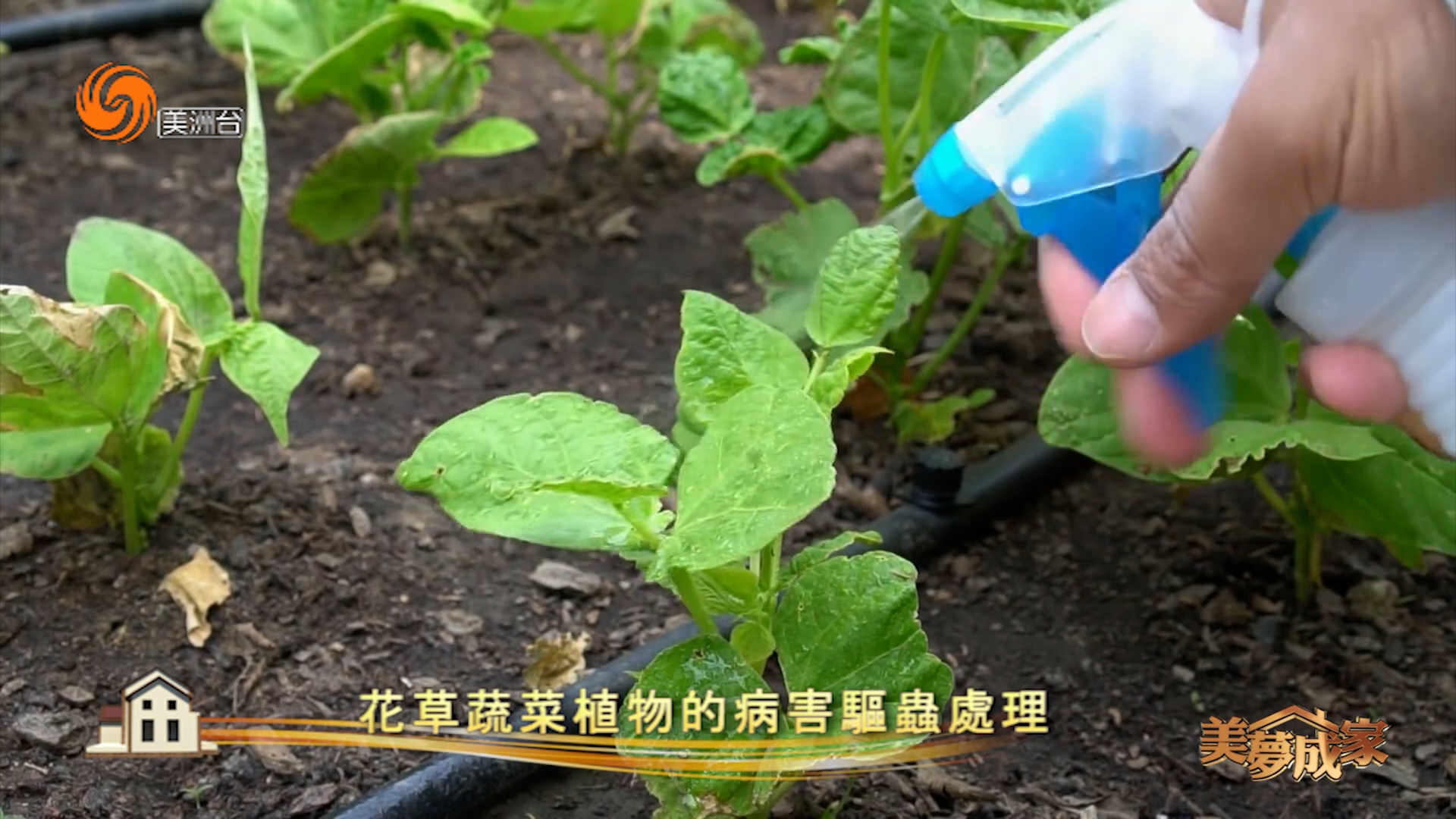 花草蔬菜植物的病害驱虫处理