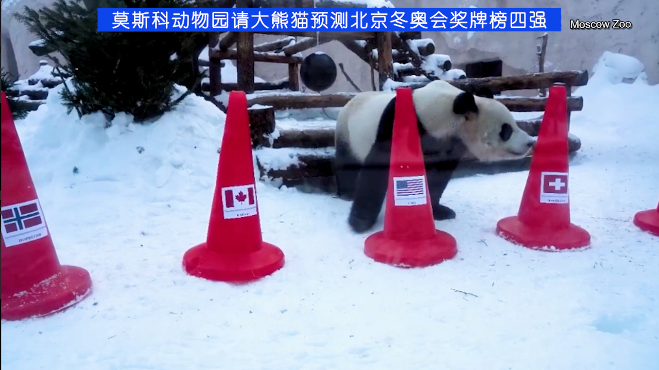 旅俄大熊猫预测北京冬奥会奖牌榜四强