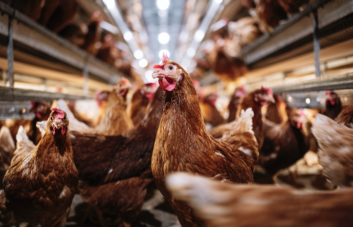 美国爆发自2015年以来最严重的禽流感！