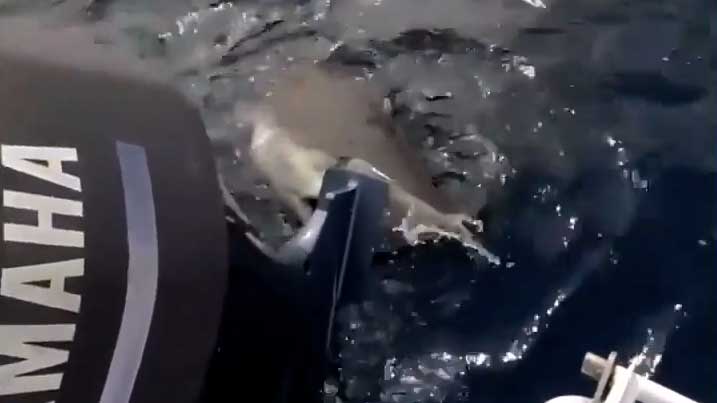 在海上被3米长鲨鱼咬住螺旋桨是一种怎样的体验？