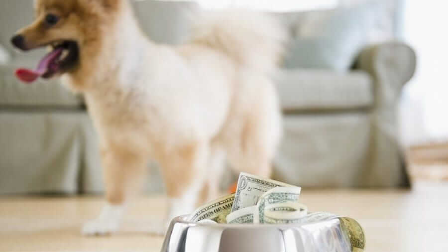 通膨使养宠物花费用吃不消 63%主人难以支付高额兽医帐单