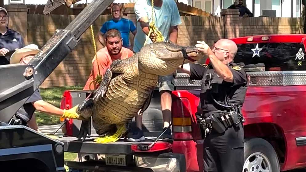 得州居民区惊现400磅/181公斤巨型鳄鱼