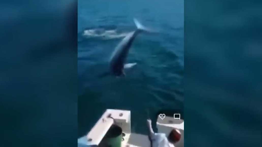 奇葩！2米多长的鲨鱼自己跳上渔船