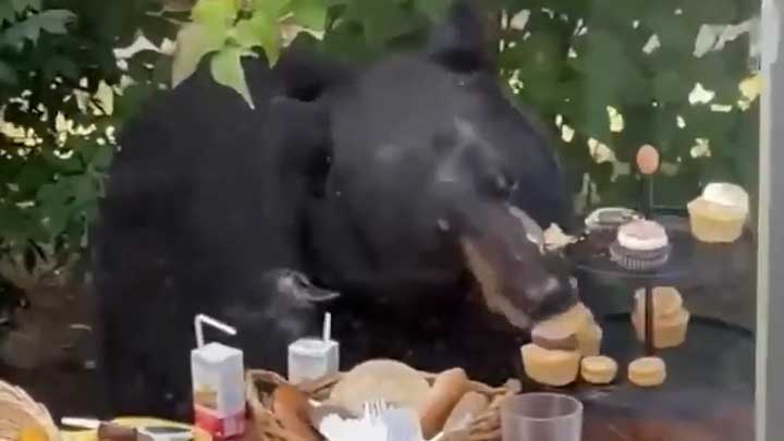 视频：黑熊闯入2岁男童生日派对