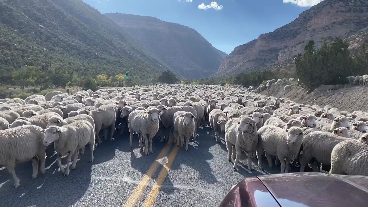 羊羊羊！犹他州上千只羊致交通堵塞