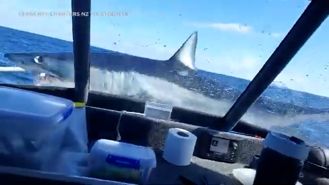 巨型鲨鱼跳上渔船晒太阳？