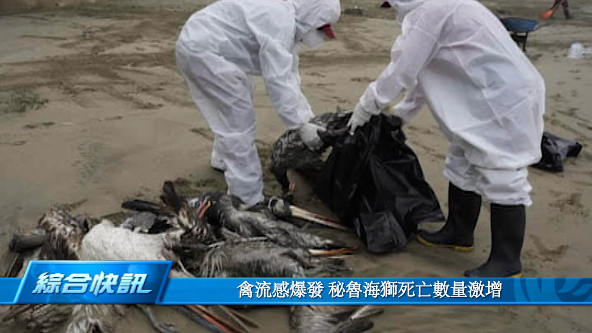 禽流感爆发 秘鲁海狮死亡数量激增
