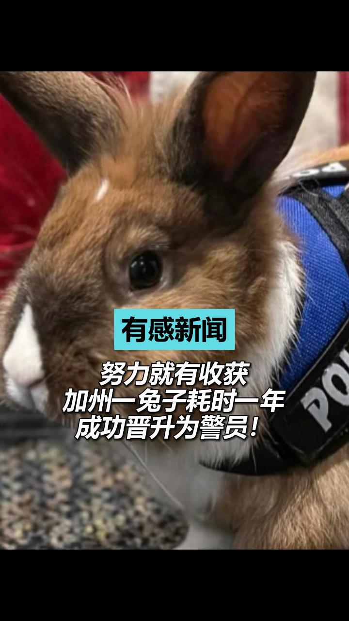 努力就有收获 加州一兔子耗时一年成功晋升为警员！