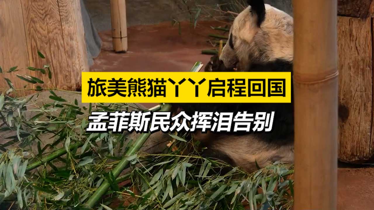 大熊猫丫丫离美返乡 孟菲斯人民挥泪告别