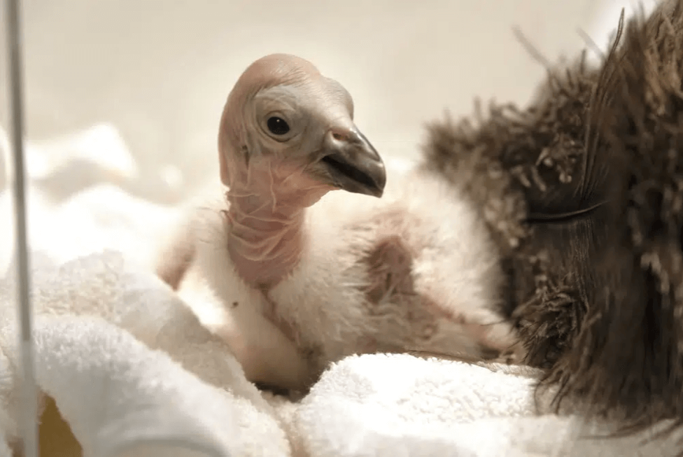 面临灭绝危机 加州秃鹰遭遇致命禽流感
