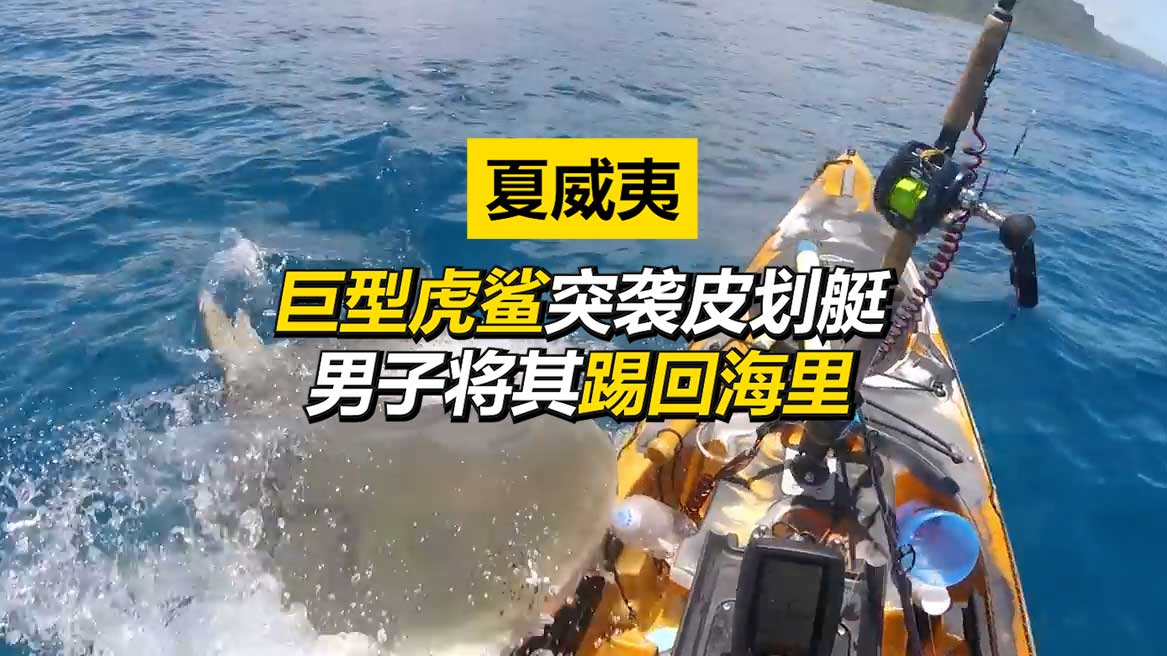 夏威夷巨型虎鲨突袭皮划艇 男子将其踢回海里