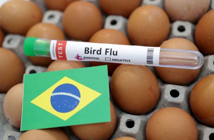 野生鸟类染禽流感 巴西宣布180天动物卫生紧急状态