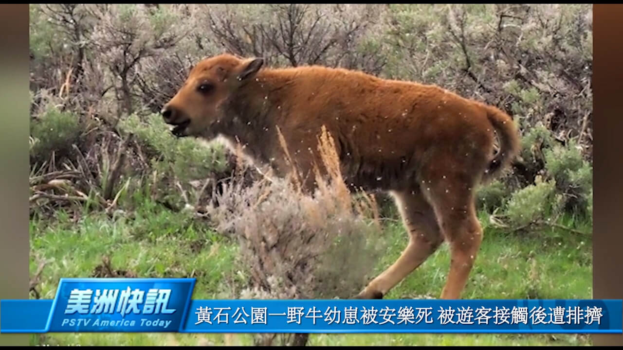 黄石公园一野牛幼崽被安乐死 被游客接触后遭排挤