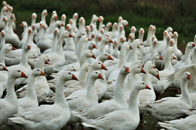 “需要保持警惕”：禽流感威胁加剧
