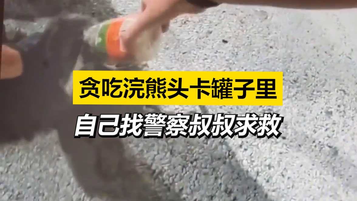 贪吃浣熊头卡罐子里 自己找警察叔叔求救