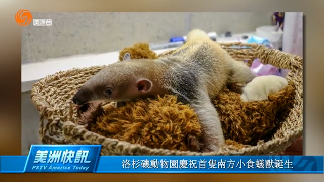 洛杉矶动物园庆祝首只南方小食蚁兽诞生