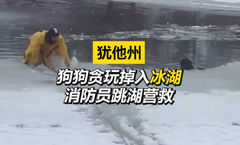 狗狗贪玩掉入冰湖 消防员跳湖营救