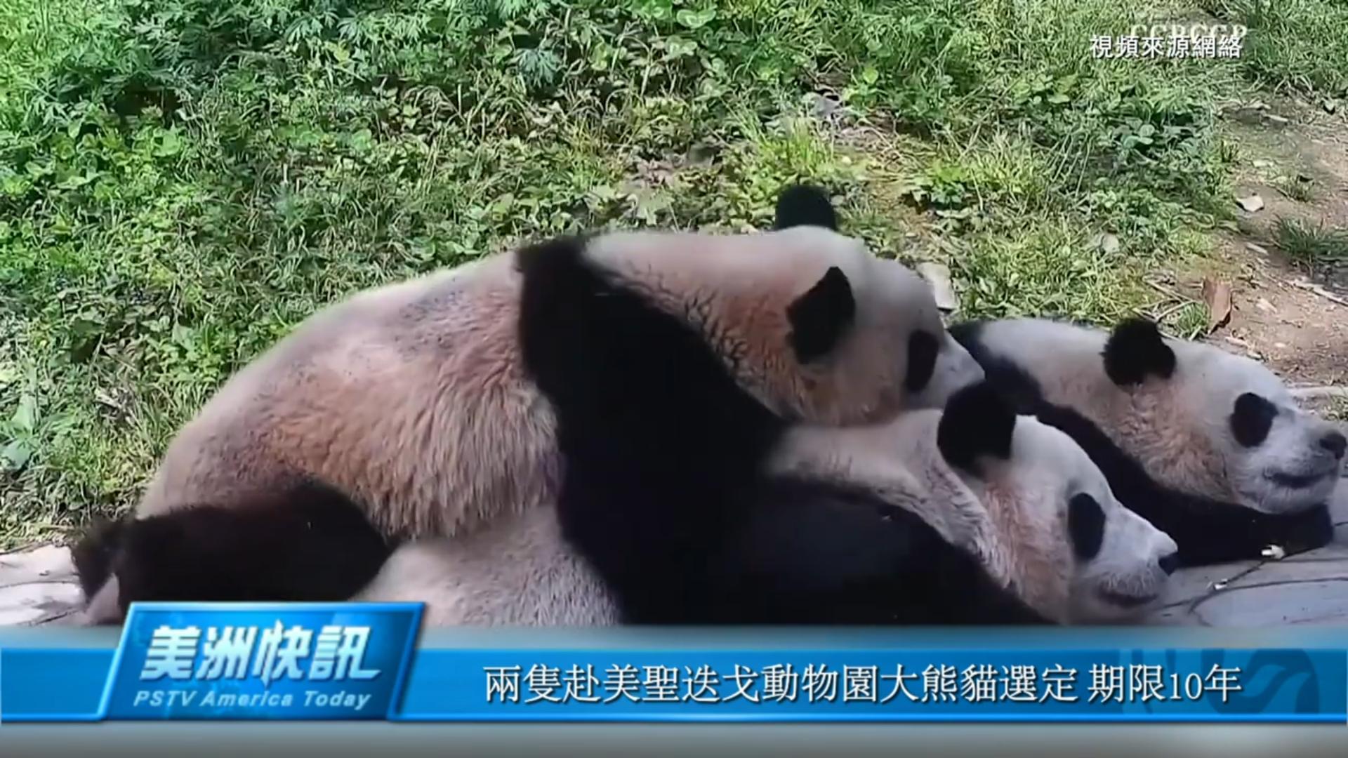 兩隻赴美聖迭戈動物園大熊貓選定 期限10年