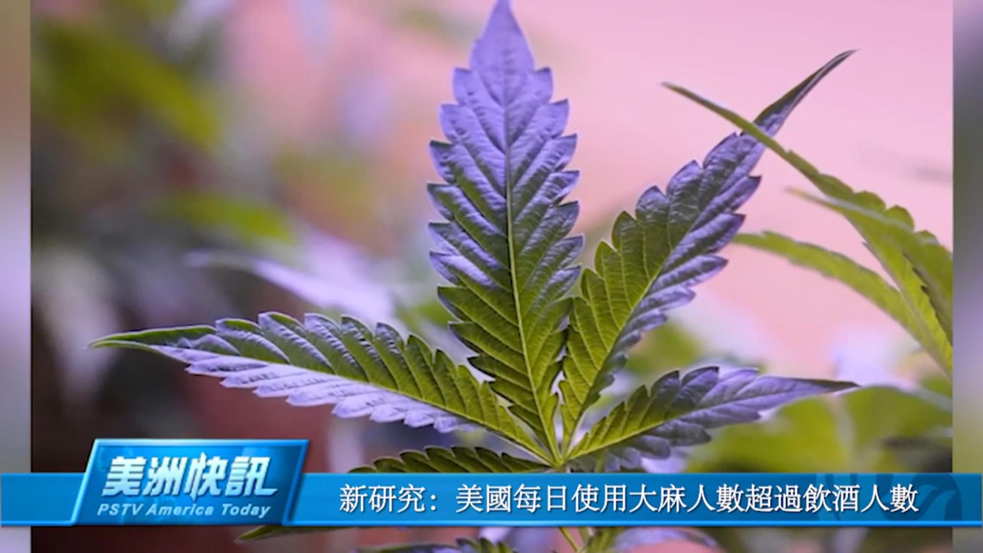 新研究：美國每日使用大麻人數超過飲酒人數