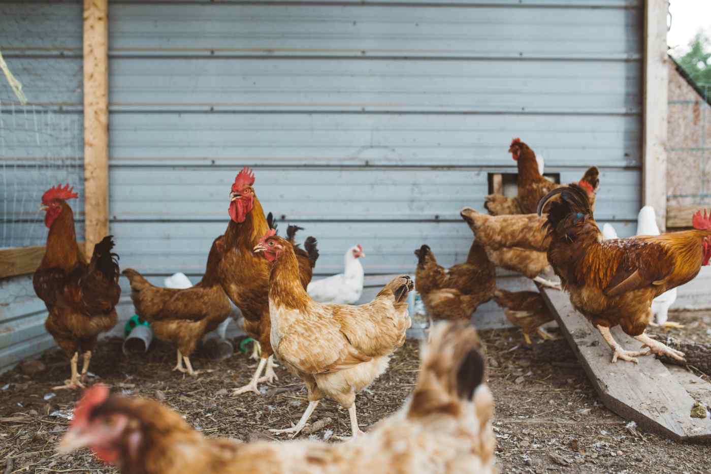 从家禽到公共卫生：了解H5N1的威胁